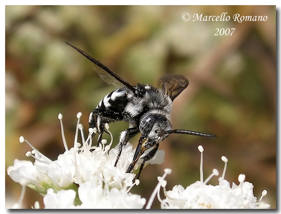 Thyreus histrionicus (Apidae) alla foce del Belice (TP)